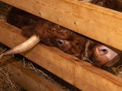 001-Romeo-01-0990-0017