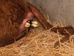 002-Romeo-01-0990-0017