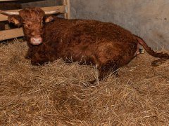 003-Romeo-01-0990-0017