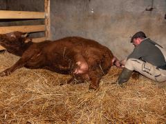 004-Romeo-01-0990-0017