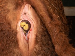 005-Romeo-01-0990-0017