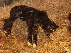 012-Romeo-01-0990-0017