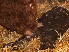 013-Romeo-01-0990-0017