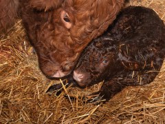 014-Romeo-01-0990-0017