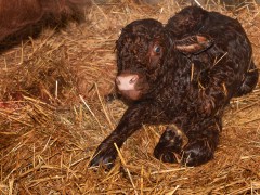 015-Romeo-01-0990-0017