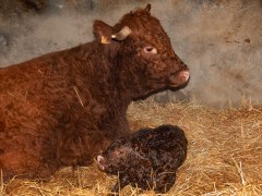 016-Romeo-01-0990-0017