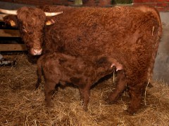 017-Romeo-01-0990-0017