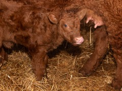 018-Romeo-01-0990-0017