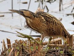 Butor-etoile-Bernard-Bijakowski-77e