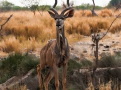 Koudou-africain-Alain-Leroi-95e