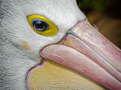 Oeil-de-Pelican-Patrick-Vanhoutte-4e