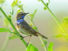 Gorge-bleue-Jacques-Dubreuil-4e