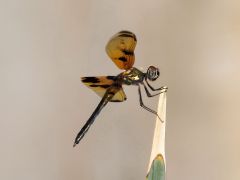 Libellule-India-Jean-Marie-Vandelanoitte-31e