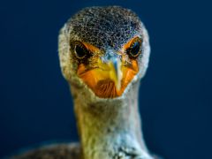 Plein-face-Jean-Luc-Catoire-11e