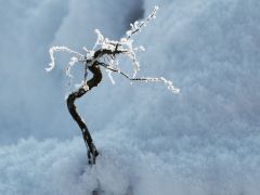 Racines-givrees-Marie-Jose-Verin-Dewilde-56e