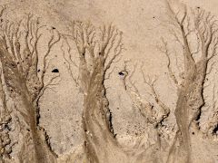 foret-de-sable-Regis-Priem-22e