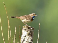 Bernard Bijakowsky - Gorgebleue