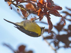 Bernard Bijakowsky - L'acrobate