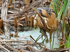 Bernard Bijakowsky - Le butor