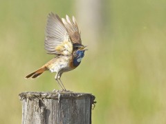 Bernard Bijakowsky - Le chant du gorgebleu