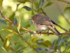 Bernard Bijakowsky - Pouillot véloce