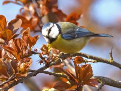 Bernard Bijakowsky - Rencontre avec une mésange bleue