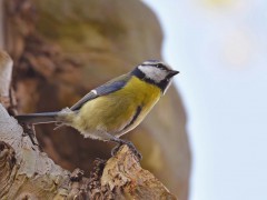 Bernard Bijakowsky - Sur le départ