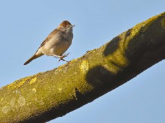 Bernard Bijakowsky - A pas comptés