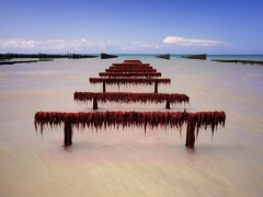 Zen de Michel Lepilliez