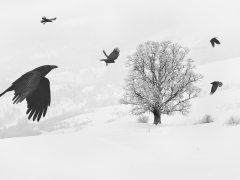 les corbeaux par Mélanie Dupont-Rambure