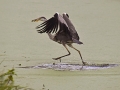 Il marche sur l'eau par Bernard BIJAKOWSKI