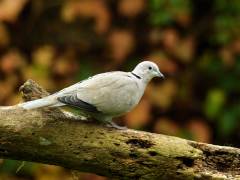 Bertrand-Pelissier-Tourterelle-de-mon-jardin