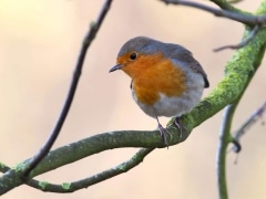 Bernard Bijakowski-Rouge gorge à Deliot