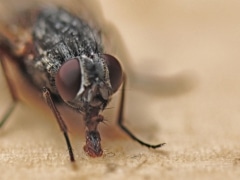 Francine Vicaire Costenoble-La mouche