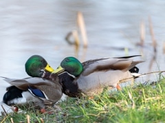 Jean Luc Catoire-Colverts