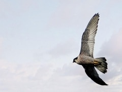 Jean Marie Vandelannoitte - Faucon-pelerin-warneton