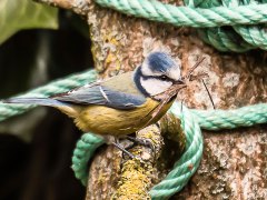Paul-bonte-Ca-bosse-dur-chez-les-têtes-bleues