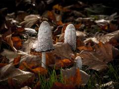 Paul-Bonte-champignon