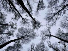 Helene-decaestecker-Canopee-degarnie