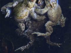 Rene-Robillard-La-ronde