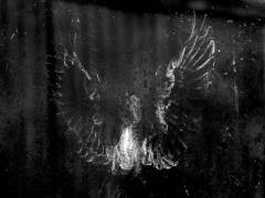 Evelyne-Vandendriesscher-Collision