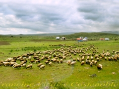 Portfolio - Francine Vicaire Costenoble - "Arménie moutons" - 2018