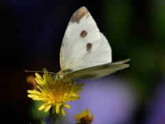 Portfolio - Francine Vicaire Costenoble - "papillon blanc" - 2018