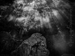 Corse